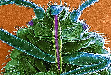 《街头霸王6》发布DLC角色“舞”新预告 2025年初上线